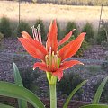 Hippeastrum Aulicum