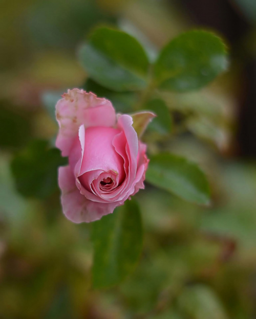 moja ostatnia w tym sezonie róża balkonowa