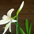 Hippeastrum