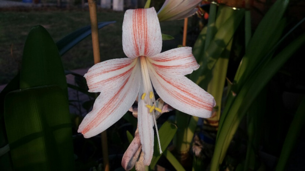 Hippeastrum Johnsonni x Emerald