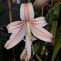 Hippeastrum Johnsonni x Emerald