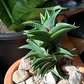 Haworthia Viscosa