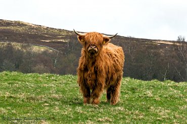 Highland Cattle :-)