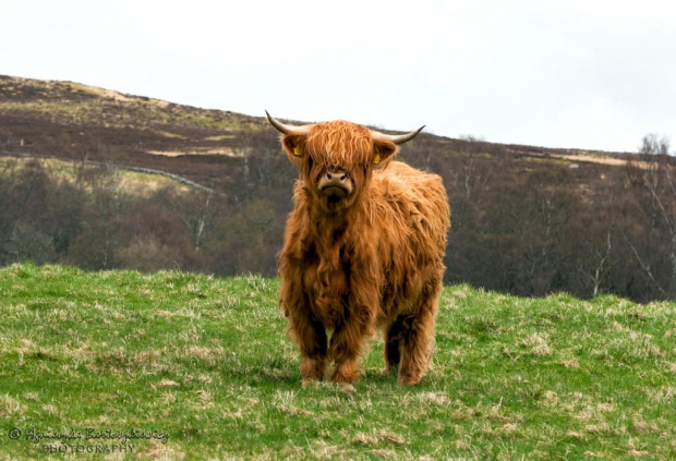 Highland Cattle :-)