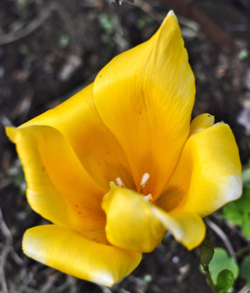 tulipanek