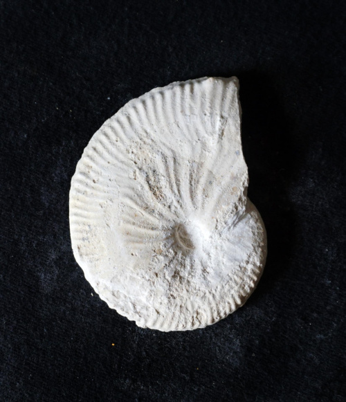 Taramelliceras costatum Ogrodzieniec; oksford środkowy 5 cm