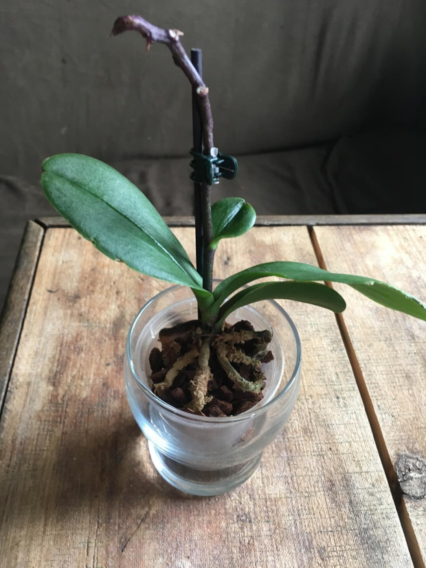 Storczyk phalaenopsis 2 treiber zdj