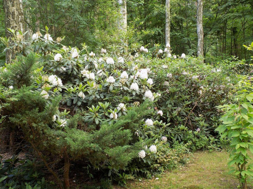 rhododendron maximum 1