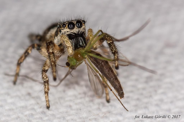 Skakun arlekinowy (Salticus scenicus).#pająk #skakun #arlekinowy #makro #owady