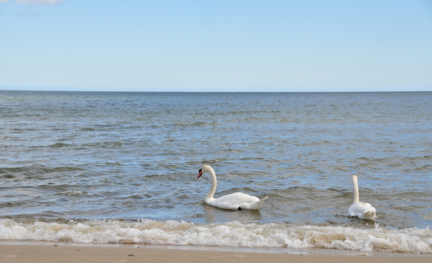 to takie jest mile ze te labedzie chodza wsrod ludzi naturalnie tylko przy brzegu morza :)nie boja sie ludzi #polskie #morze #natura