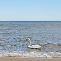 to takie jest mile ze te labedzie chodza wsrod ludzi naturalnie tylko przy brzegu morza :)nie boja sie ludzi #polskie #morze #natura