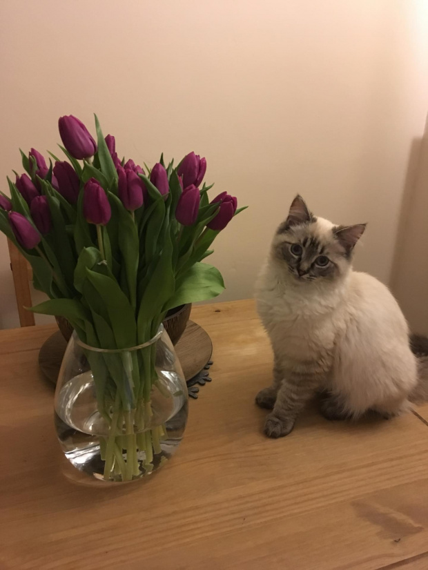 Mama dostala kwiaty a moze ja?