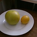 Pummelo fruit vs lemon