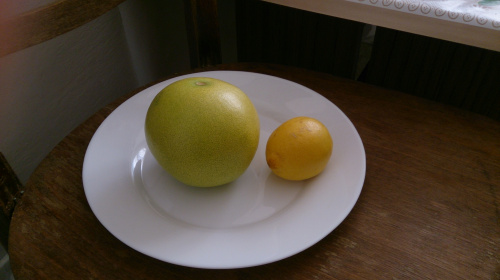 Pummelo fruit vs lemon