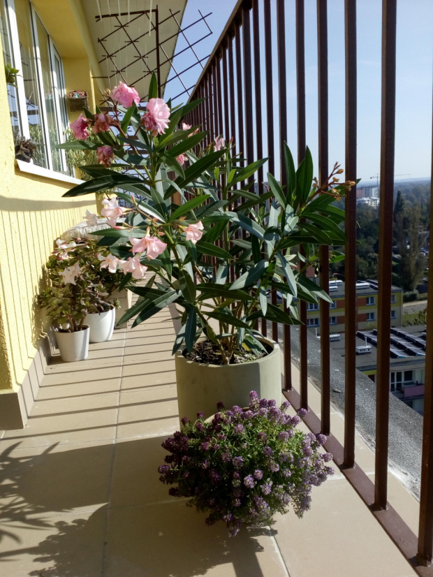 oleander_balkon