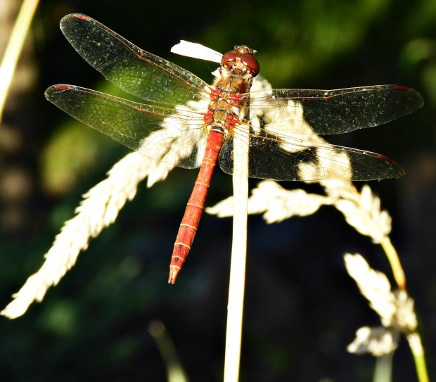 Szablak krwisty (Sympetrum sanguineum) fot.3