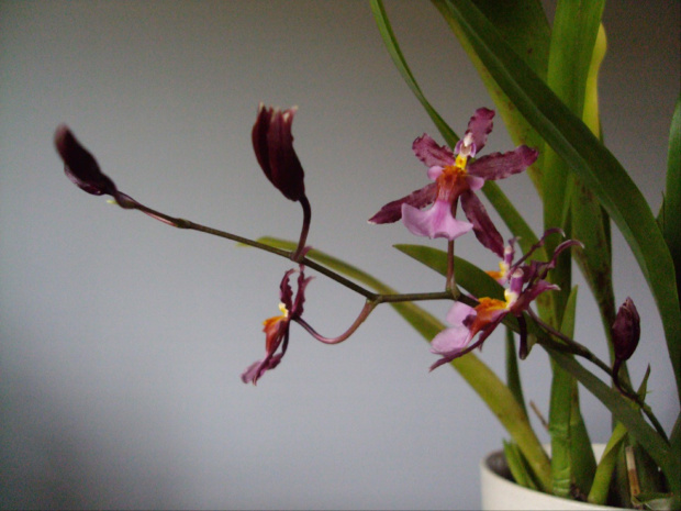 Oncidium Sharry Baby Sweet Fragrance