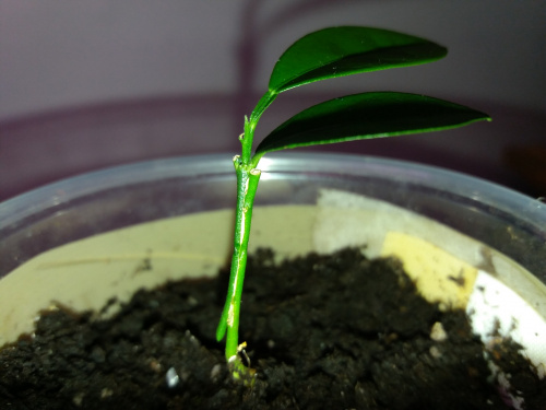 Meiwa seedling approach grafted to PT