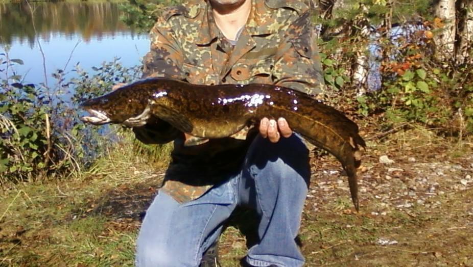 Obrazek