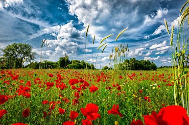 Maki #maki #pole #lato