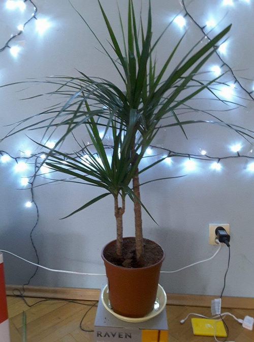 dracena m