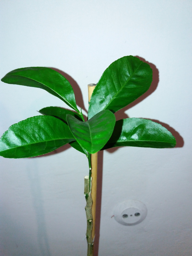 Ponderosa lemon (Cytryna Skierniewicka) seedling regrafted