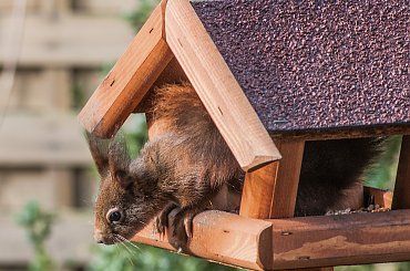 :)wiewiórki #zwierzeta #wiewiórki